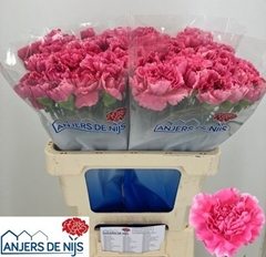 Dianthus Yukari Cerise 60cm