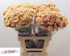 Dianthus Single Lege Marrone 65cm
