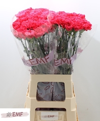Dianthus Single Bizet 70cm