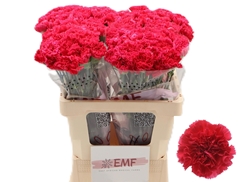 Dianthus Single Bizet 60cm