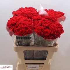 Dianthus Single Grand Slam 60cm
