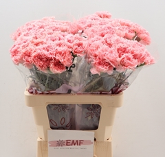 Dianthus Single Big One 60cm