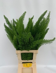 Asparagus Densiflorus Myers 70cm