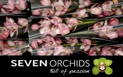 Cymbidium Jill 60cm