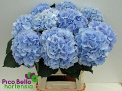 Hydrangea Verena Blue 90cm 22-24cm Hd
