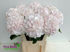 Hydrangea Sweet Verena 80cm 20-22cm Hd