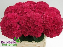 Hydrangea Rubyred 80cm 20-22cm Hd