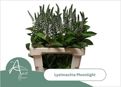 Lysimachia Moonlight 60cm