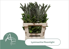 Lysimachia Moonlight 55cm