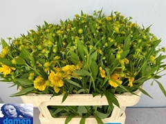 Helenium Kanaria 70cm