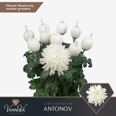 Chrysanth Single Antonov 75cm 115gr.