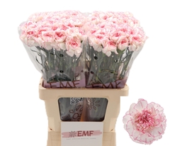 Dianthus Single Pastel Damascus 65cm