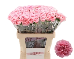 Dianthus Single Julia 60cm