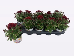 Chrysanthemum Gardenmumsaic Double Orange 12Ø 20cm