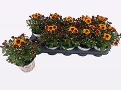Chrysanthemum Podium Red Bicolor 12Ø 20cm
