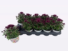 Chrysanth Gardenmumsaic Double Purple 12Ø 20cm