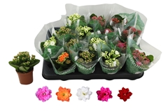 Kalanchoe Double Rosaline Mix 7Ø 12cm