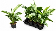 Aglaonema Silver Frost 14Ø 45cm