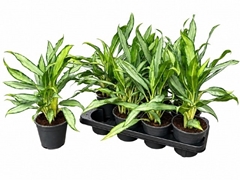 Aglaonema White Lance 14Ø 40cm