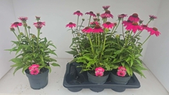 Echinacea Lakota Red Ombre 17Ø 45cm