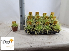Drosera 8Ø 12cm