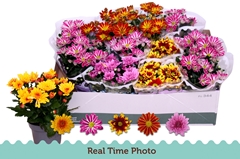 Chrysanth Mix 5 Colours 12Ø 25cm