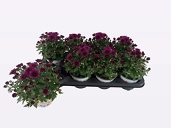 Chrysanth Gardenmumsaic Double Purple 12Ø 22cm