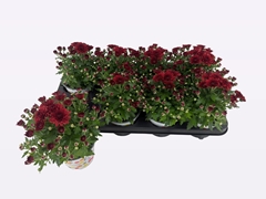 Chrysanthemum Gardenmumsaic Double Orange 12Ø 22cm