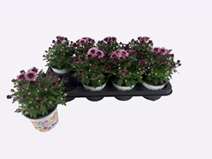 Chrysanthemum Podium Pink Bicolor 12Ø 22cm