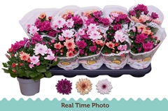 Chrysanth Mount Aubisque Mix 12Ø 27cm