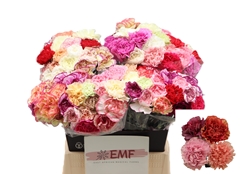 Dianthus Single Mix Per Bunch 45cm