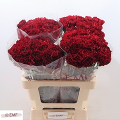 Dianthus Single Grace 60cm