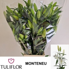 Lily Oriental Monteneu 80cm 3+