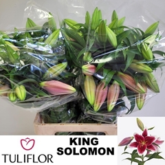 Lily Oriental King Solomon 80cm 4+