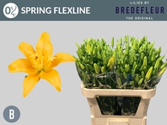 Lily La Butterfly Spring 75cm 2+