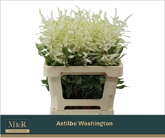 Astilbe Washington 60cm