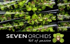 Cymbidium Kermit 60cm