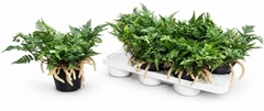 Humata Tyermannii 14Ø 25cm