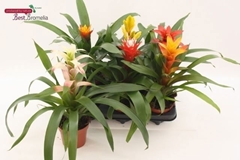Bromelia Mix 12Ø 35cm