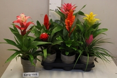 Bromelia Mix 12Ø 35cm