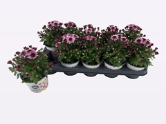 Chrysanthemum Podium Pink Bicolor 12Ø 20cm