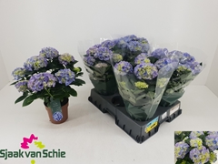 Hydrangea Hi Halo 14Ø 40cm 7bl