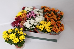 Chrysanth Mix 6 Mix 12Ø 26cm