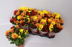 Chrysanth Mix 12Ø 26cm