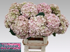 Hydrangea Adora Classic 80cm 20-22cm Hd