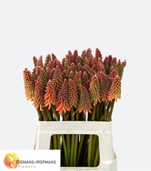 Kniphofia Alcazar 60cm