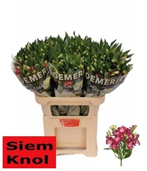 Alstroemeria Noa 75cm