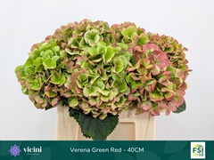 Hydrangea Verena Classic 40cm 14-16cm Hd