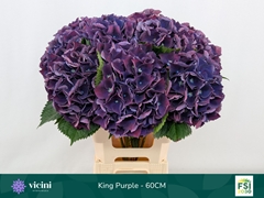 Hydrangea Royal King 60cm 16-18cm Hd