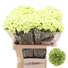 Dianthus Single Goblin 60cm